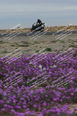 media/Jan-14-2023-SoCal Trackdays (Sat) [[497694156f]]/Turn 14 Exit Bloomig (145pm)/